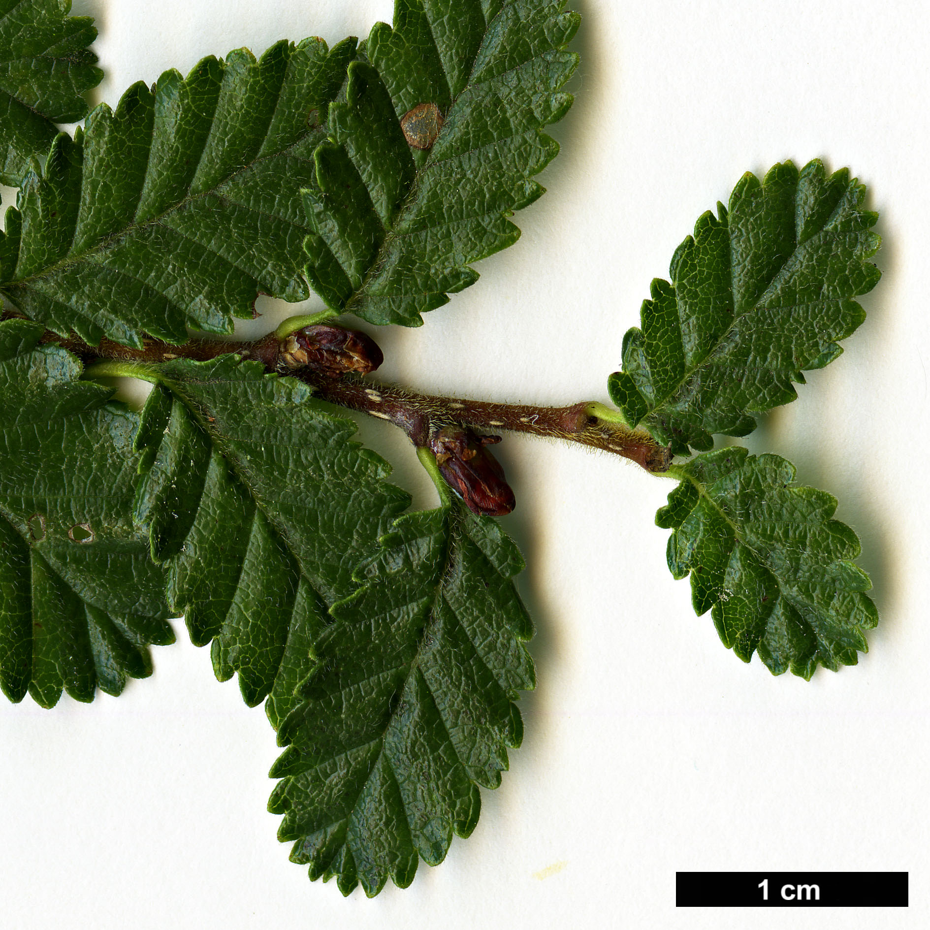 High resolution image: Family: Nothofagaceae - Genus: Nothofagus - Taxon: pumilio